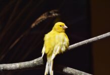 canario