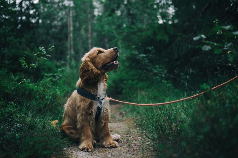 El estrés post vacacional puede generar hiperactividad en nuestras mascotas