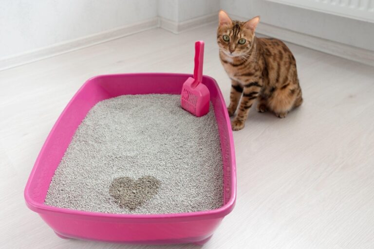 Descubre las maravillas de las arenas de gato aglutinante