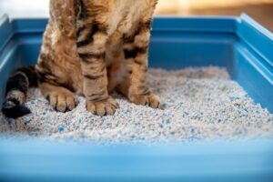 arena de gatos 3