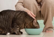 cats health gourmet alimentos para gatos