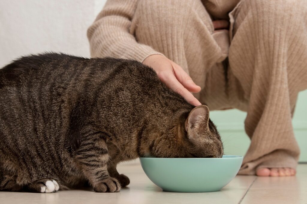 La importancia de la taurina en gatos: beneficios y fuentes alimenticias