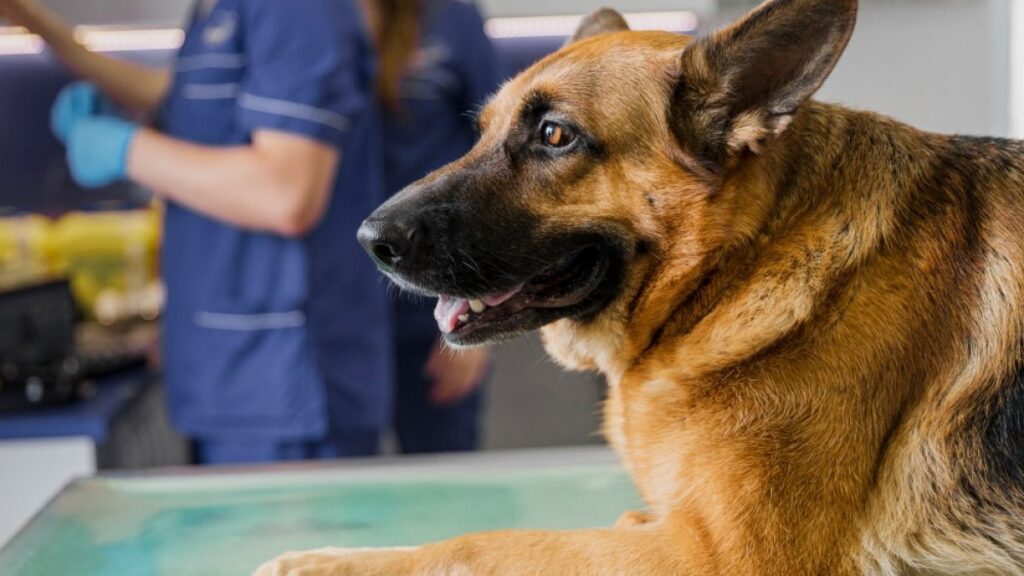 Veterinarios analizan los beneficios del pimobendan durante la anestesia general en perros