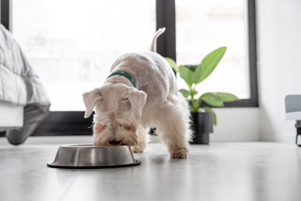 dieta canina suplemento alimenticio