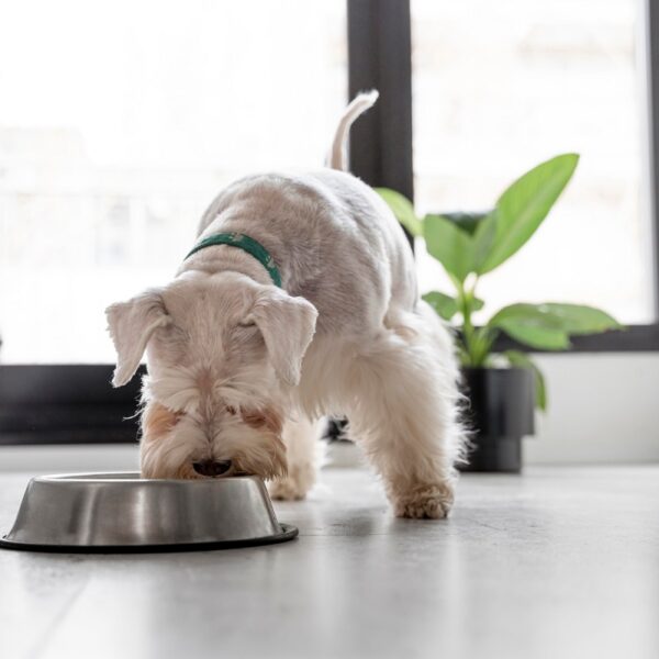 El papel de los suplementos en la dieta canina: ¿Necesarios o no?