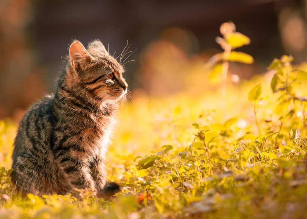 entrenar a un gato