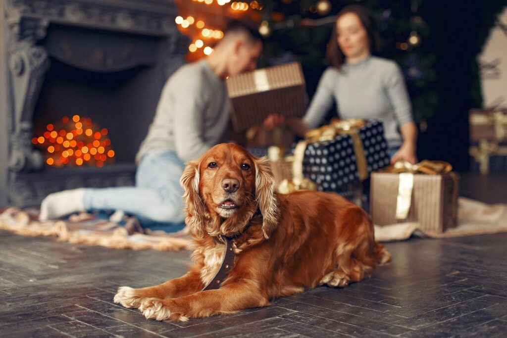 Consejos para proteger a tu mascota de la pirotecnia en Navidad