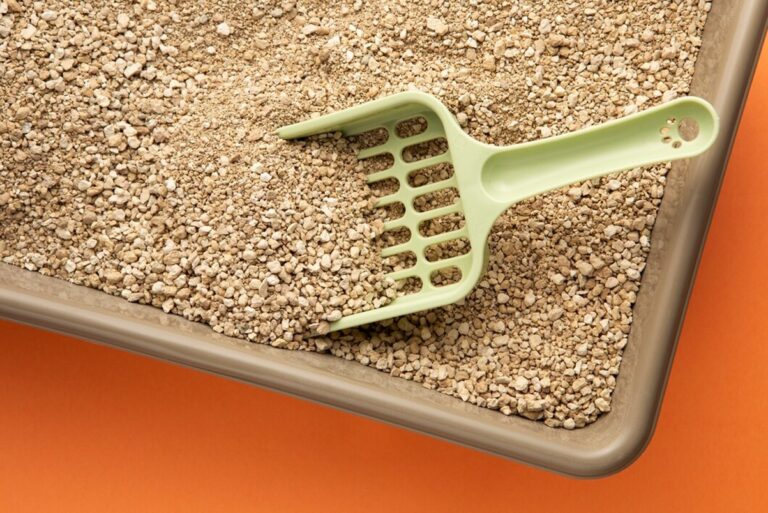 Todo sobre las arenas de gato aglutinante