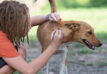 adopción de mascotas