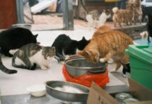 adopción de mascotas