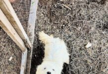 adopción de mascotas