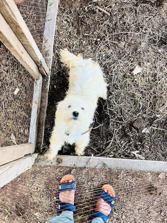 adopción de mascotas