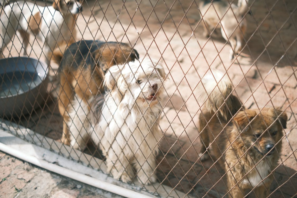 adopción de mascotas