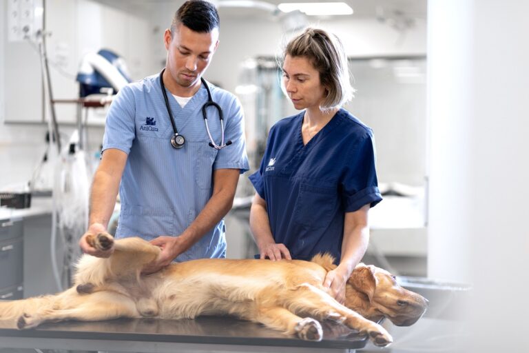 Cáncer de células escamosas: una de las enfermedades malignas de piel más frecuente en perros y gatos
