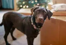 perros ideales para familias