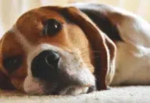 perros ideales para familias