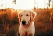 perros ideales para familias