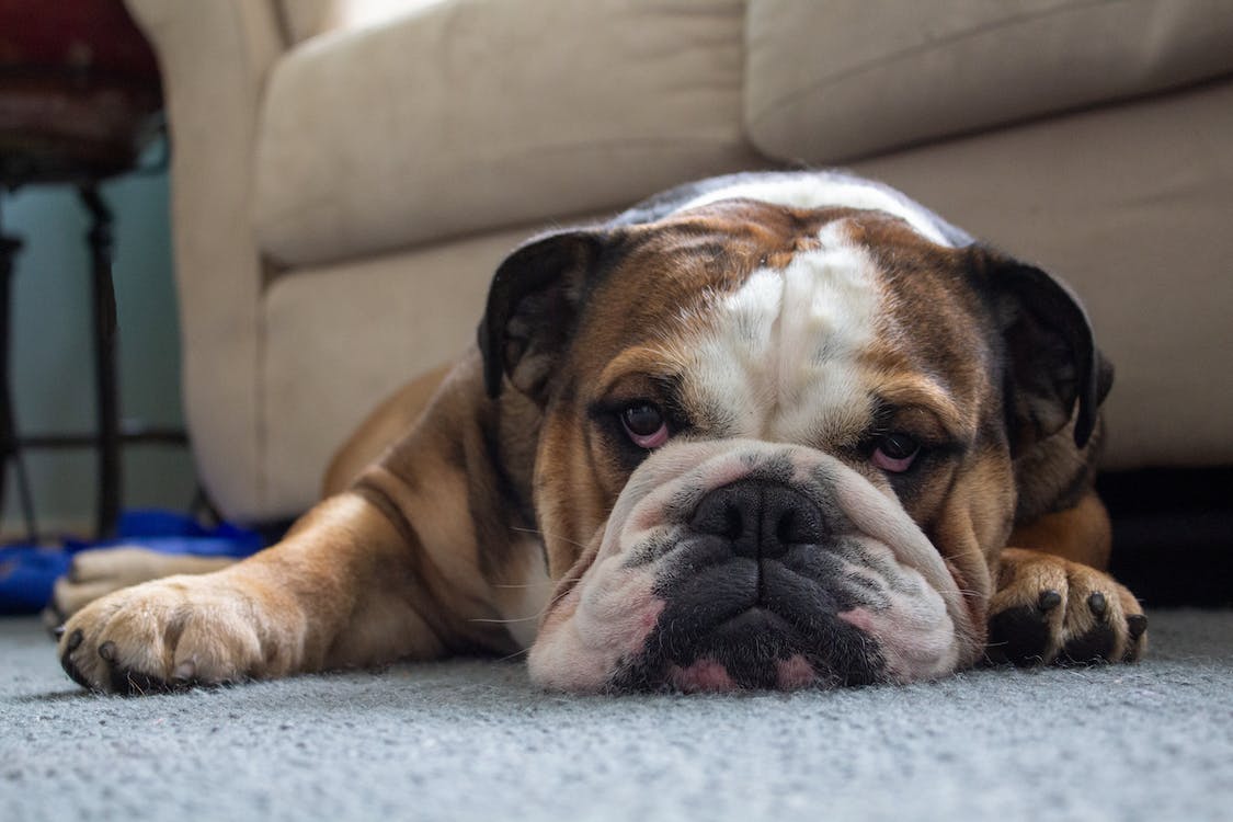 perros ideales para familias