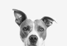 mejores razas de perros