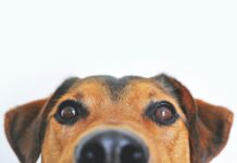 mejores razas de perros