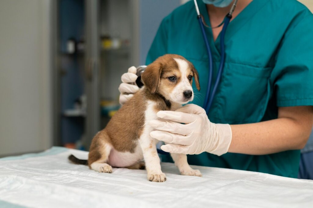 8 de cada 10 veterinarios confían en el seguro de salud animal para ofrecer una mejor atención médica