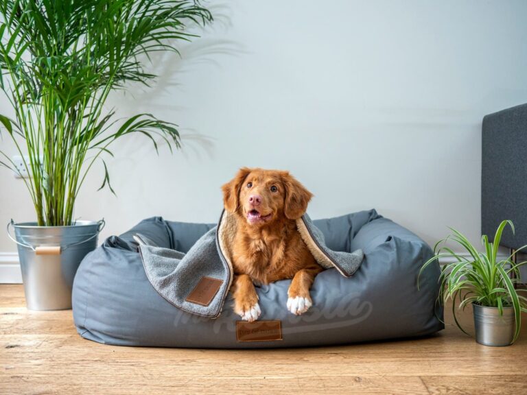 Elegir la cama perfecta para tu perro: Consejos y recomendaciones
