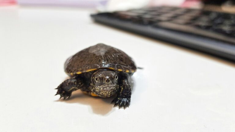 Guía completa de cuidados de las Tortugas Acuáticas