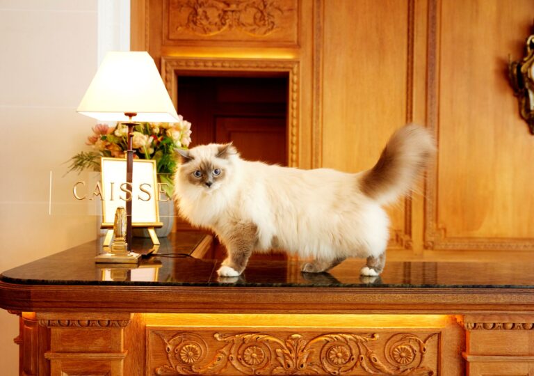 Los mejores hoteles de Europa para viajar con tu mascota