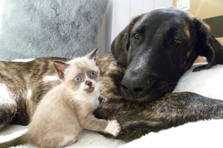 Purina y Clarel lanzan una campaña solidaria para donar hasta 10.000 comidas a mascotas sin hogar