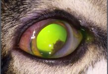 AniCura Sant Antoni Clínica Veterinaria trata con éxito un caso poco frecuente de leishmaniosis ocular felina