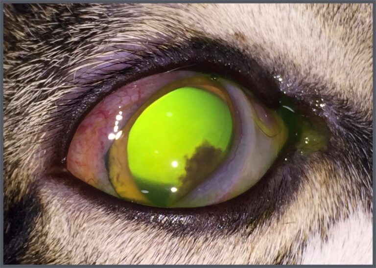AniCura Sant Antoni Clínica Veterinaria trata con éxito un caso poco frecuente de leishmaniosis ocular felina AniCura Sant Antoni Clínica Veterinaria trata con éxito un caso poco frecuente de leishmaniosis ocular felina