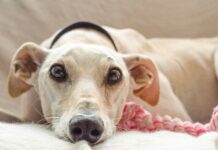 01 de Febrero: Día Mundial del Galgo – Una Celebración de Esperanza y Conciencia