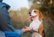 Cuando tu mascota “hace cosas raras”: la ciencia detrás de 10 conductas que desconciertan (y cuándo preocuparse) Silvia Pastor