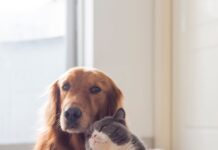 Casi 3 de cada 10 perros y gatos en España sufren problemas gastrointestinales