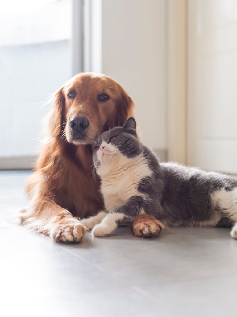 Casi 3 de cada 10 perros y gatos en España sufren problemas gastrointestinales