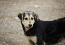 Uno de cada diez abandonos de mascotas está relacionado con la imposibilidad de asumir sus gastos