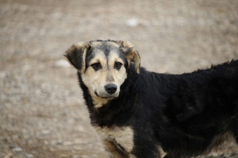 Uno de cada diez abandonos de mascotas está relacionado con la imposibilidad de asumir sus gastos