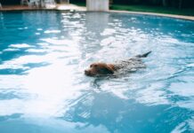 10 consejos para el cuidado de mascotas en verano