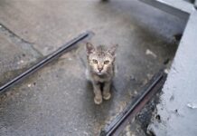 Abandono animal en verano:¿por qué lo sufren más los gatos?