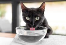 Cómo mantener bien hidratados a los gatos en verano