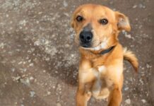 7 razones por las que adoptar un perro transformará tu vida