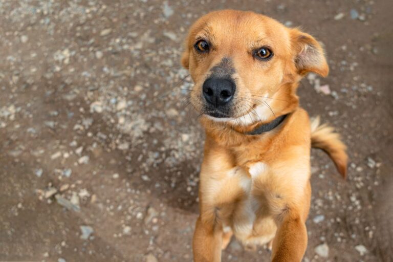 7 razones por las que adoptar un perro transformará tu vida