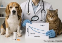 Obesidad en perros y gatos: llegan los “Ozempic” para mascotas