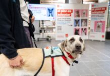La Comunidad de Madrid impulsa la campaña El Plan es Adoptar para promover la adopción responsable de animales