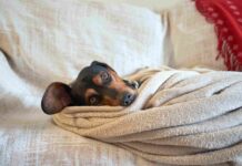 Claves para cuidar a las mascotas en plena ola de frío