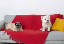Virbac lanza Zenifel y Zenidog, nuevas soluciones innovadoras para ayudar a reducir el estrés en gatos y perros