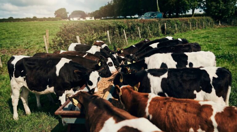 Bifeedoo: Innovación en Pienso Ecológico para Mejorar la Salud Ruminal y la Producción Lechera