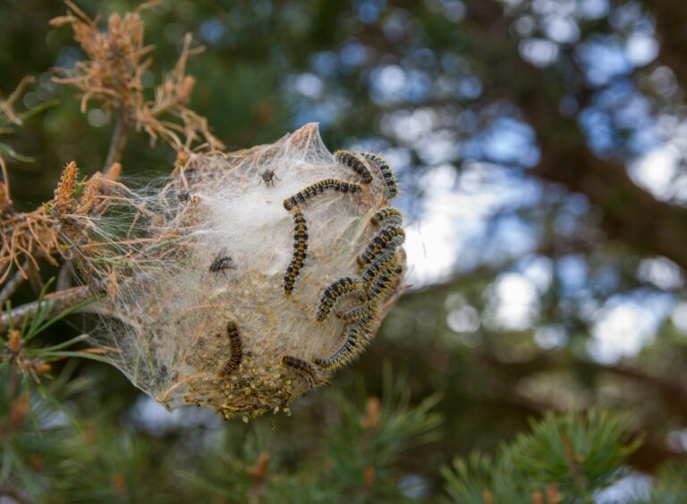 La Procesionaria Adelanta su Llegada: Aumenta el Riesgo Sanitario en España