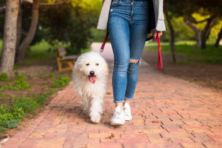 Elige la mejor correa para pasear a tu perro esta primavera