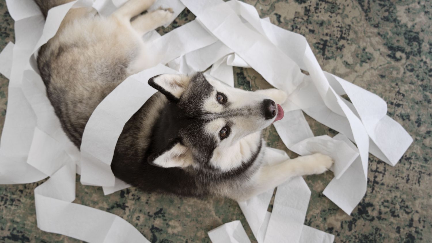 5 pasos para identificar el malestar emocional en tu mascota y ayudarlo